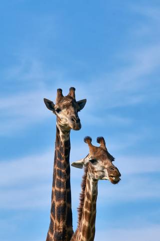 two brown girafe by Wolfgang Hasselmann